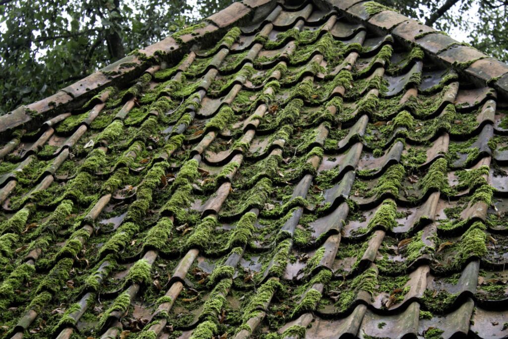 moss on the roof nz